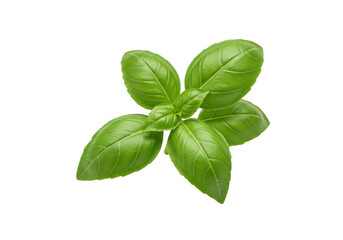 Fresh green basil leaves arranged artistically on a clean background, ideal for culinary use
