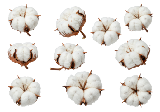 Close-up view of fluffy cotton bolls arranged artistically on a white background