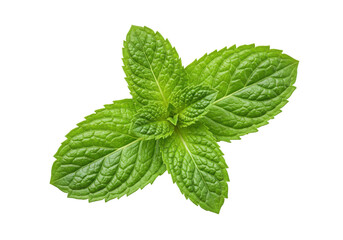 Fresh mint leaves arranged beautifully on a white background, ideal for culinary use