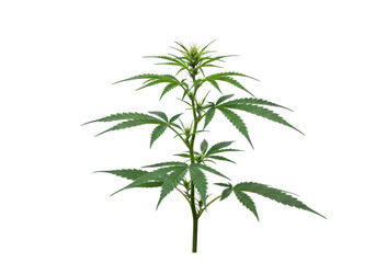 Naklejka premium Lush green cannabis plant growing in a natural setting with soft sunlight illuminating it