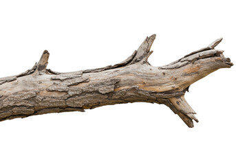 Fototapeta premium A weathered tree branch showcasing intricate bark textures against a plain background