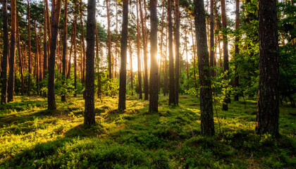 Sunlit Forest Floor with Tall Pines and Lush Green Undergrowth at Golden Hour