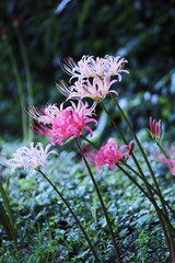 秋の野に咲くピンクの彼岸花