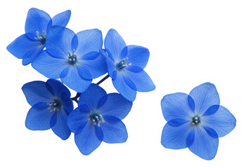 Fototapeta premium A cluster of vibrant blue flowers with reflections on a dark background