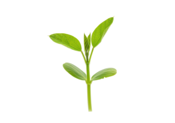 Fresh green plant with vibrant leaves growing upright against a plain background