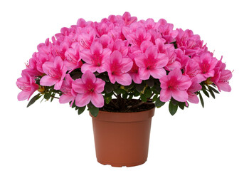 Vibrant pink azalea flowers in a pot, showcasing natural beauty against a white background