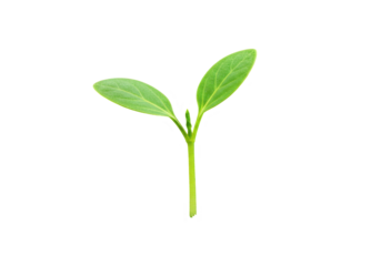 Fresh green seedling sprouting from soil against a plain background, symbolizing growth
