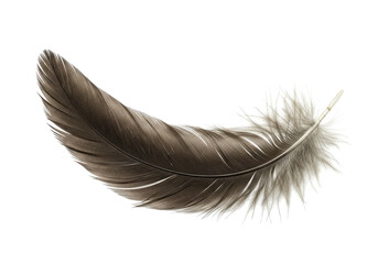 Elegant brown and white feather resting against a clean background, showcasing its texture