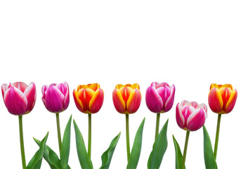A vibrant row of tulips in various colors blooming against a clear background