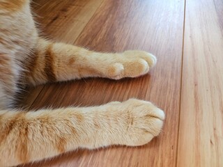 Close-up of a ginger tabby cat's clean, fluffy paws resting gently on a wooden floor. This charming...