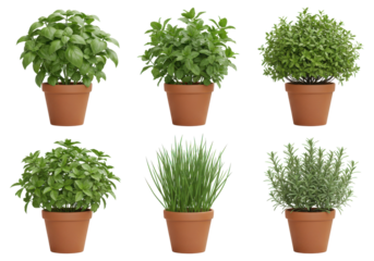 A vibrant display of six herb plants in terracotta pots, showcasing freshness in a bright setting