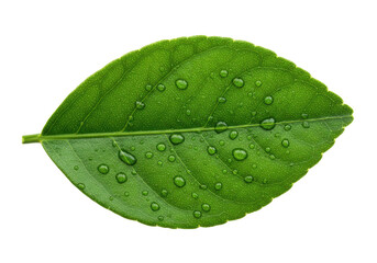 A close-up of a vibrant green leaf covered in water droplets, showcasing nature's beauty