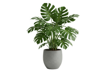 Fototapeta premium Lush green monstera plant in a modern pot, enhancing indoor decor with vibrant foliage