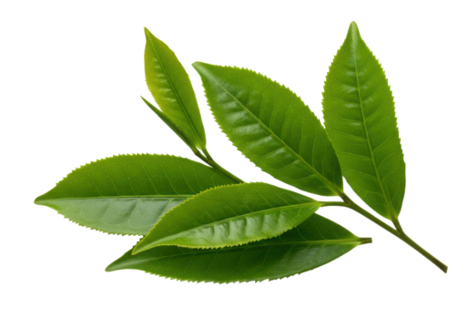 Fresh green leaves arranged artistically on a white background, ideal for nature themes