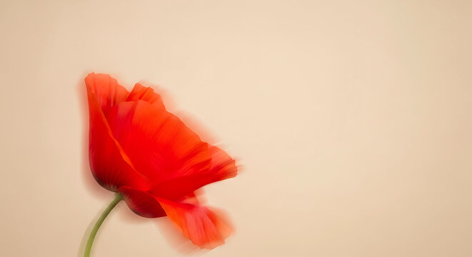 Delicate red poppy flower in soft focus against a creamy background