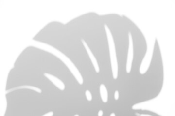 monstera shadow overlay effect,realistic sunmmer sunlight tropical leaves shadows isolated on transparent png background