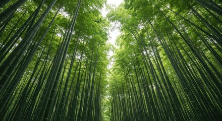 Green bamboo forest canopy