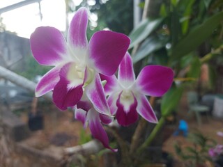 Close-Up of Exotic Dendrobium Orchid Blossoms Outdoors