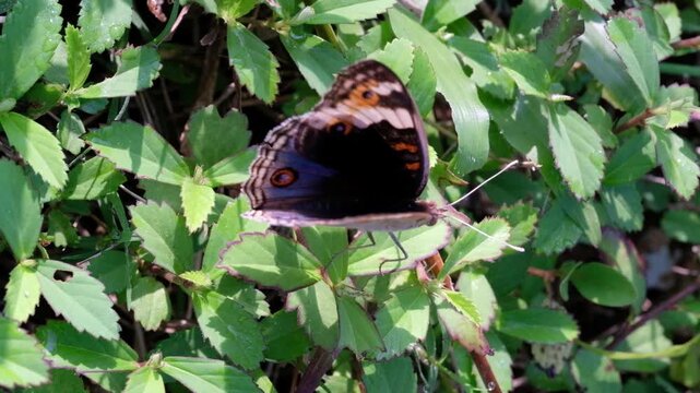 Close-up footage of a Common tiger butterfly perched while flapping its wings. Video of the insect perched in the bush, resting while foraging in macro perspective. Animal Shot in High Quality 4k 