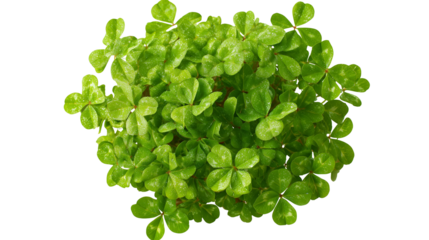 top view clover plant. isolated object in white background