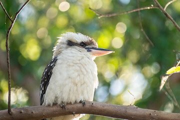 Australian Laughing Kookaburra Sitting In a Gumtree