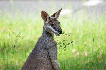 An Australian Swamp Wallaby Eating Grass