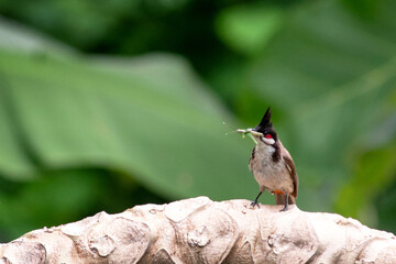 Bird perched on papaya tree in nature, holding insects in its beak. Red-whiskered bulbul