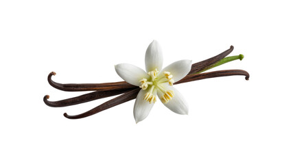 Aromatic Vanilla Bean with Blossom - Gourmet Ingredient and Floral Beauty