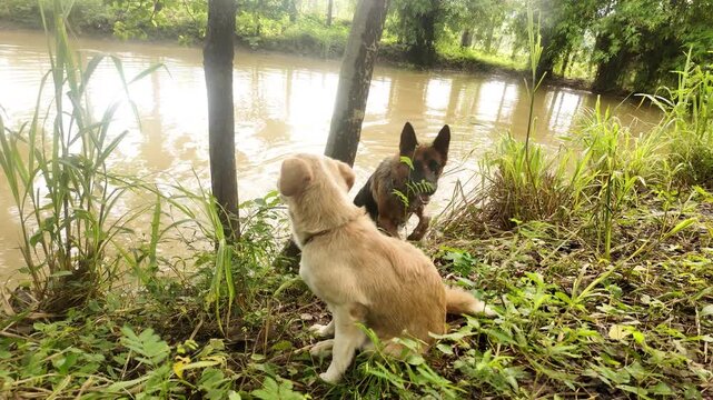 4K footage of a German Shepherd dog swimming in a natural pond while a small gray dog stands at the edge, watching attentively. The candid scene captures companionship, curiosity, and the beauty 