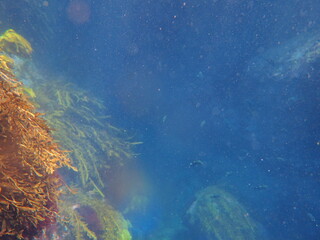 Ocean Life