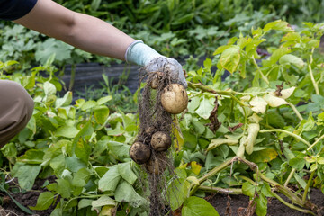 ジャガイモの収穫（キタカムイ）