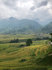 rice terraces in vietnam