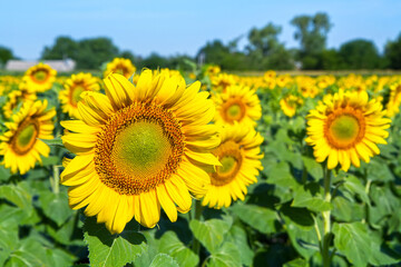 Natural sunflowers in a field in the village. Bright yellow sunflower flowers.