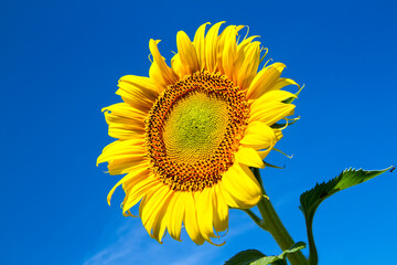 Obraz premium One sunflower against a bright blue sky. Bright yellow sunflower flower.