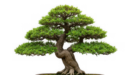 A meticulously shaped bonsai tree with lush green foliage isolated on transparent background