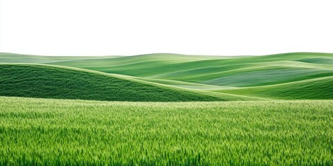Obraz premium Green grassy field fields landscape outdoors.