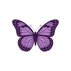 "Purple Butterfly Vector Illustration Isolated on White Background"

