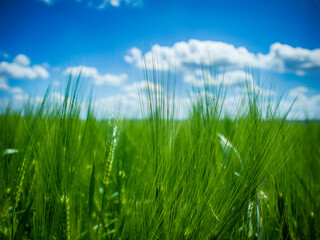 wheat field in spring, beautiful landscape, green grass and blue sky with clouds - Image