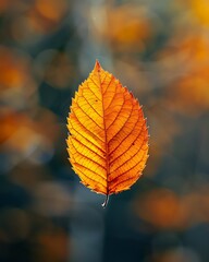 Obraz premium Close up of a single vibrant orange leaf with intricate veins against a blurred bokeh background