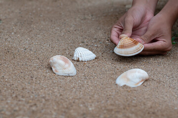 Hand picking up a white seashell from the sandy beach, capturing a quiet moment of coastal exploration.