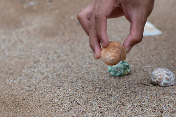 Hand picking up a white seashell from the sandy beach, capturing a quiet moment of coastal exploration.