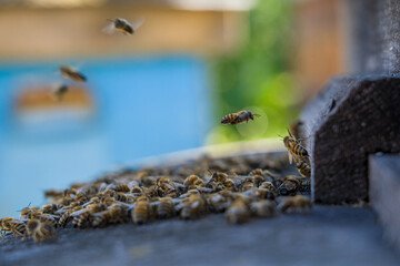 Hardworking bees fly into the hive and ventilate it.