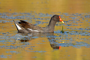 A common moorhen (Gallinula chloropus) swimming in a pond, South Africa