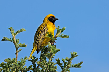 A male southern masked weaver (Ploceus velatus) perched in a tree, South Africa