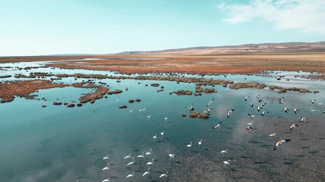 술탄 사즐르 습지 물 위를 걷고 날개짓하는 홍학 떼 &ndash; 생태계와 철새 도래지 드론 영상
Flamingos Wading and Flapping Wings at Sultan Sazlığı Wetlands | Migratory Bird Habitat Drone Video

