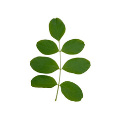 Fototapeta premium Green leaf isolated on white background, natural foliage element for botanical, organic and eco friendly concept