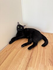 cat on the floor