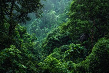 Fototapeta premium Lush green rainforest teeming with diverse vegetation and towering trees during the afternoon hours, showcasing natures vibrant ecosystem in harmony
