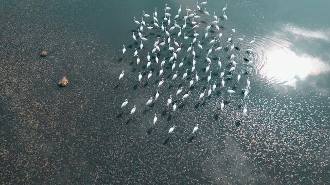 터키 술탄 습지 물가에서 무리지어 걷고 날개짓하는 홍학 떼 &ndash; 4K 시네마틱 자연 영상
Cinematic 4K Footage of Flamingos Wading and Wing-Flapping at Sultan Marshes, Turkey