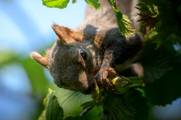 Black Squirrel in Summer Forest Canopy eating Nuts